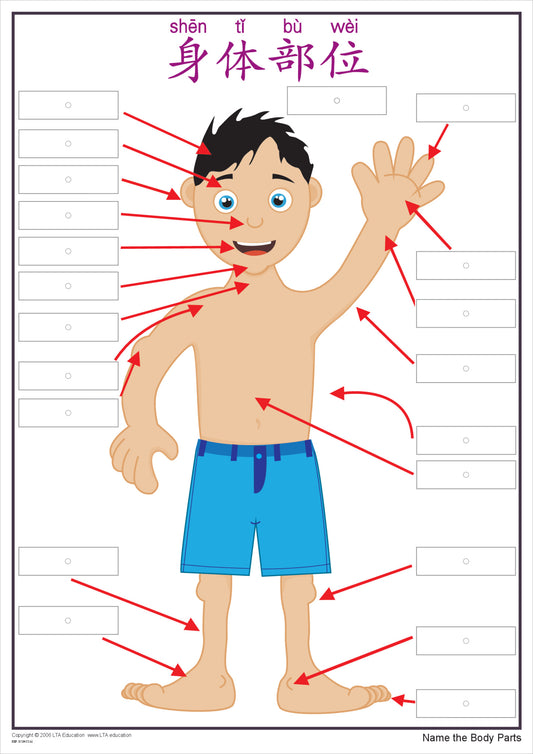 'The Body' Interactive Chart