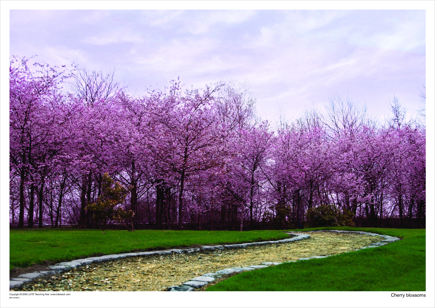 Cherry blossoms