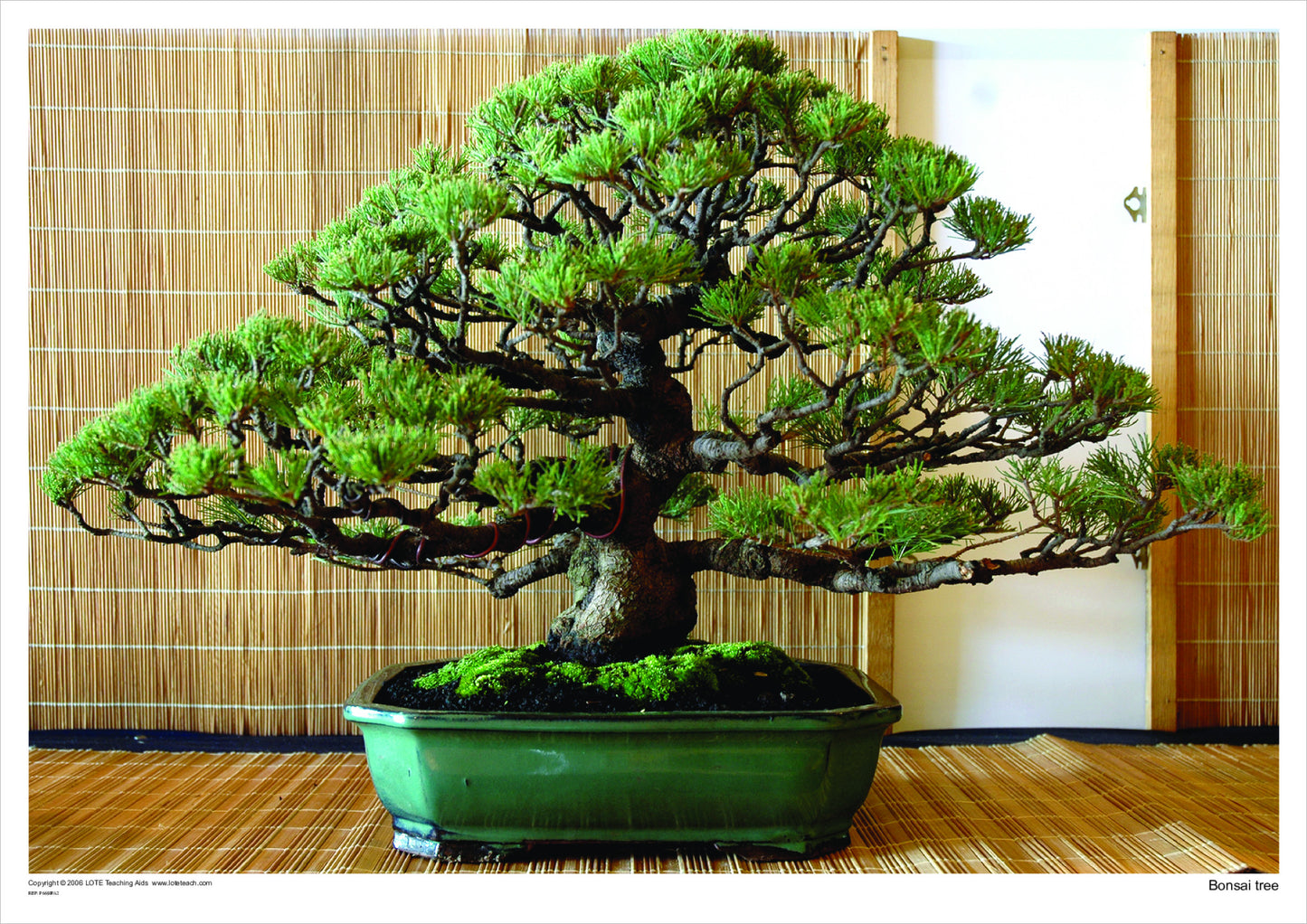 Bonsai Tree