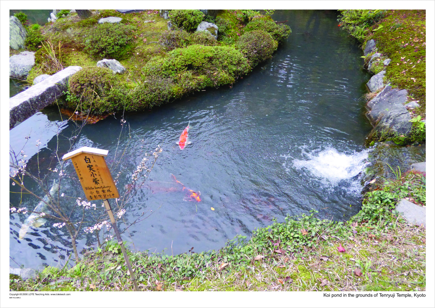 Koi pond in the grounds of Tenryuji Temple, Kyoto