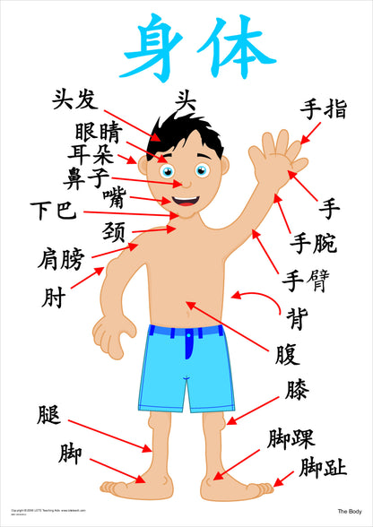 The Body Vocabulary Chart