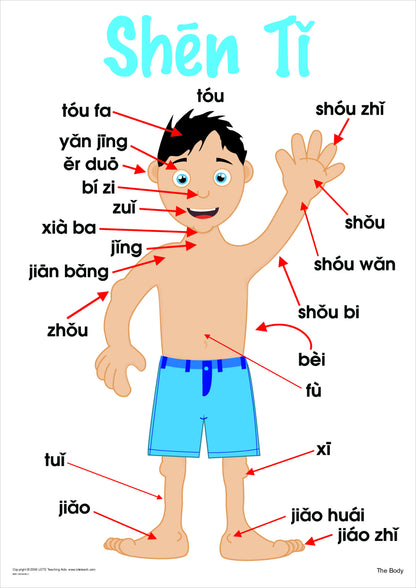 The Body Vocabulary Chart
