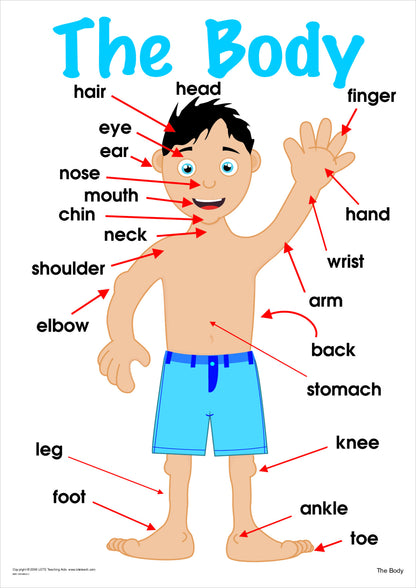 The Body Vocabulary Chart