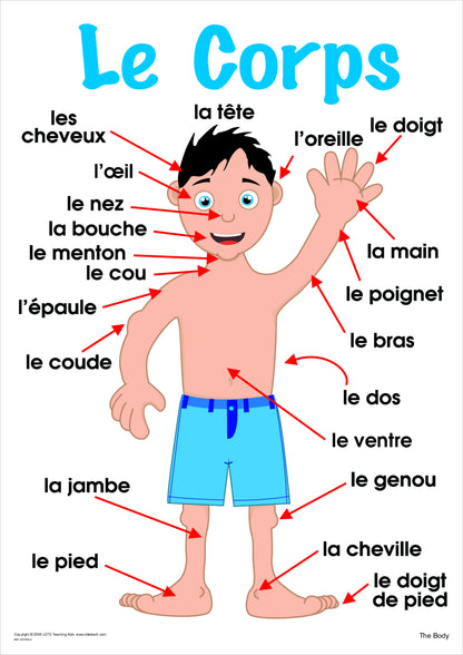 The Body Vocabulary Chart