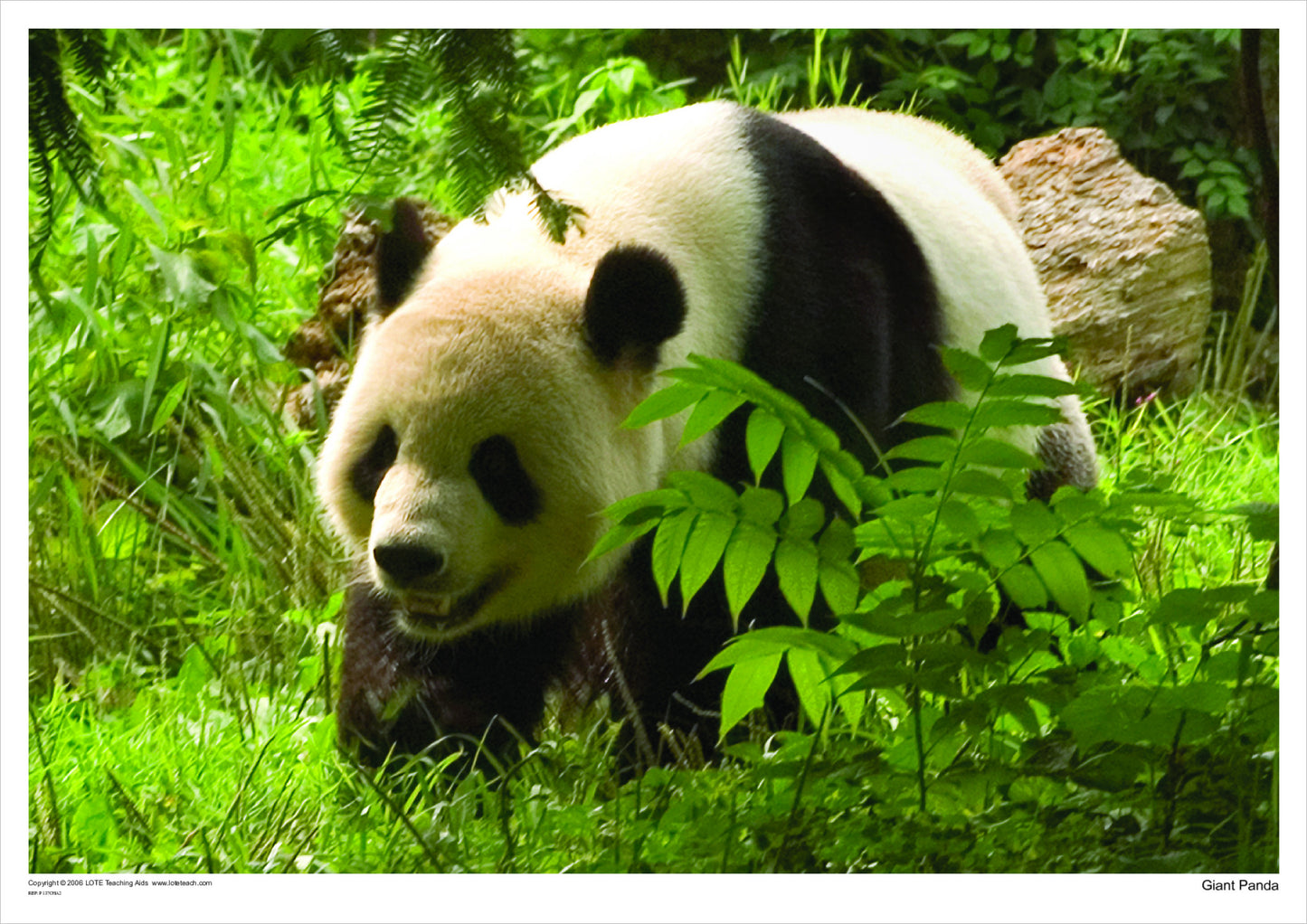 Giant Panda