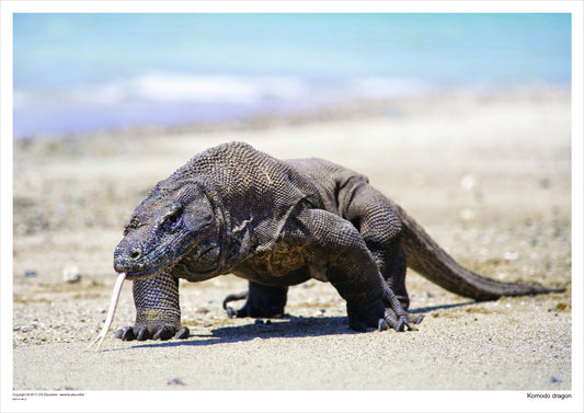 Jigsaw: Komodo Dragon, Indonesian