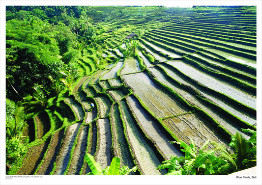 Rice fields, Bali