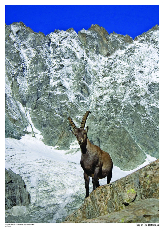 Ibex in the Dolomites