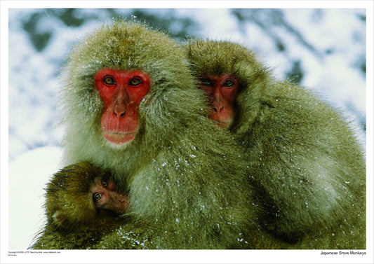 Japanese Snow Monkeys