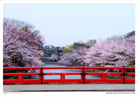 Japanese bridge and Cherry blossom, Kyoto