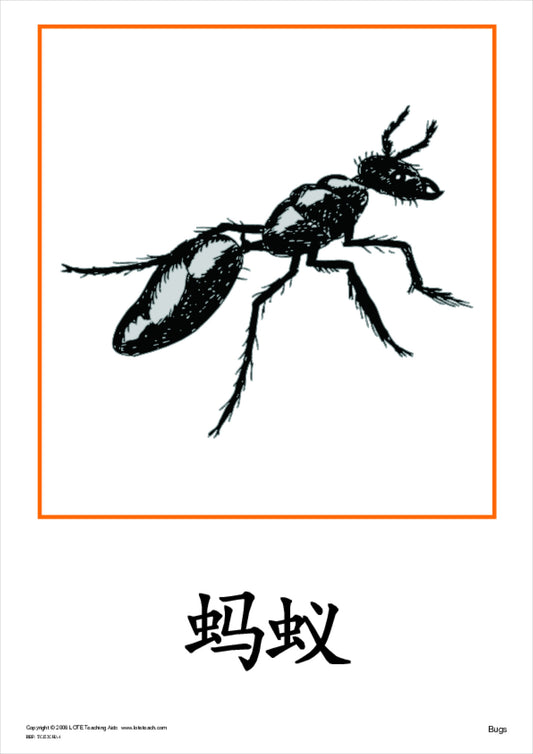 Bugs Theme Cards