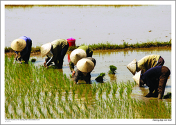 Halong Bay rice field