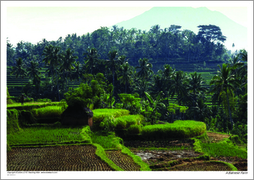 A Balinese Farm