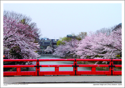 Japanese bridge and Cherry blossom, Kyoto