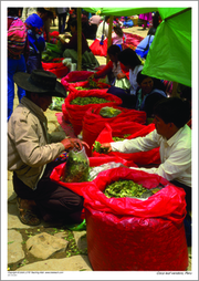 Coca leaf vendors, Peru